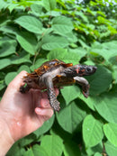 Spiny Hill Turtle CB 2023