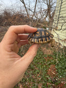 Leopard Tortoise 2025