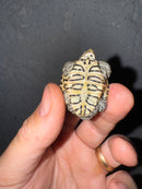 Hi White Concentric Diamondback Terrapin 2025