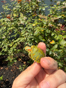 Pastel Clown Red Eared Slider Turtle