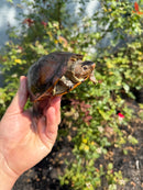 Red Cheeked Mud Turtle Adult Trio