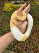 Hi White Banana Pied Ball Python Adult Female