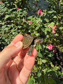 Indian Pink Ringed Tent Turtle
