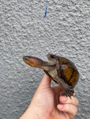 Red Cheeked Mud Turtle Adult Trio