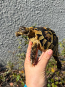 Eastern Hermann's Tortoise Adult Male