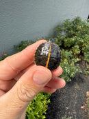 Pastel  Southern Painted Turtle 2026