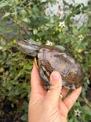 Franco-Italian Pond Turtle Adult Female