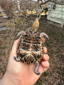 Florida Box Turtle Adult Female