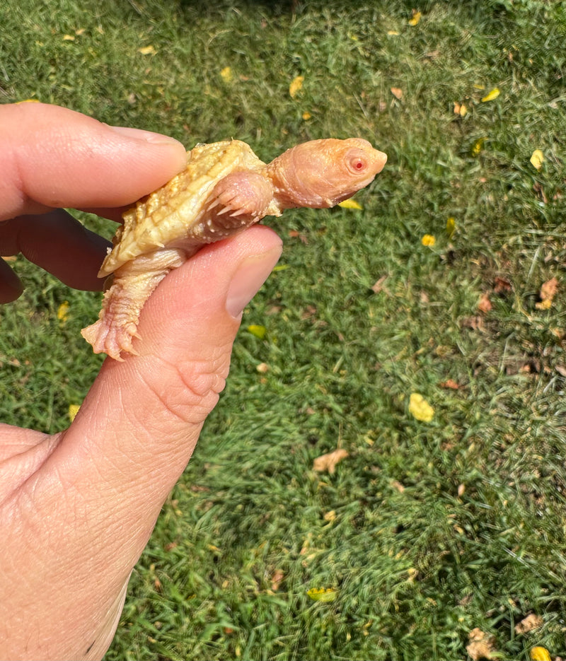 Baby Albino Common Snapping Turtle (Kink Tailed) (Chelydra serpentina)