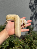 Banana Ball Python Mixed Morph Male