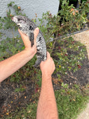 Blue Tegu Adult Female Breeder
