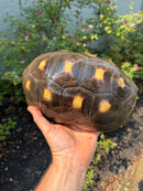 Red Foot Tortoise Adult Female
