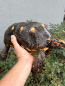 Red Foot Tortoise Adult Male
