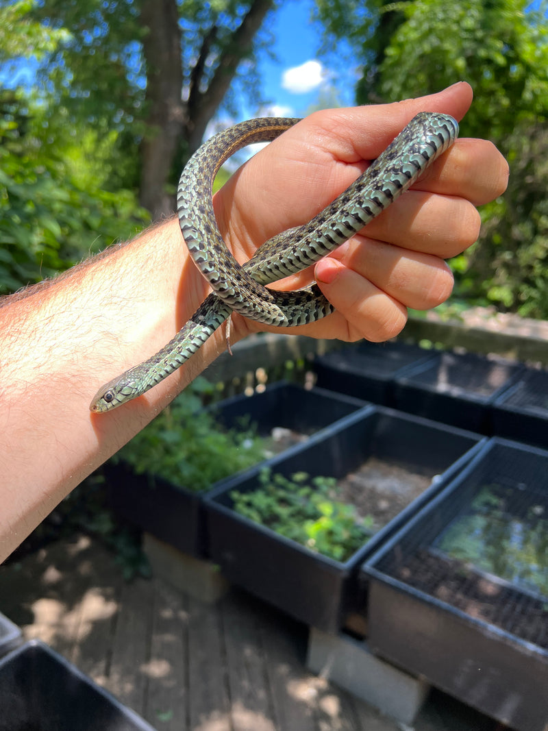 Florida Blue Garter Snake Adult Male