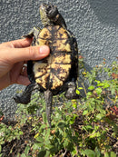Franco-Italian Pond Turtle Adult Male