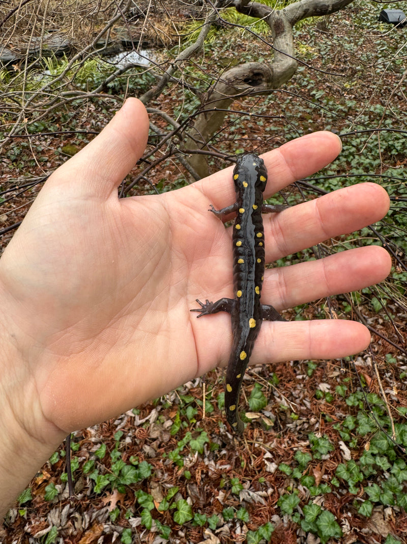 Spotted Salamanders (Ambystoma maculatum)