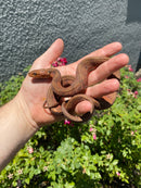 Red Salt Marsh Water Snake Adult Female