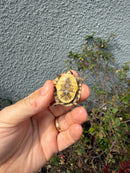 Hi Color Eastern Box Turtle Baby