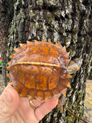 Spiny Hill Turtle CB 2024