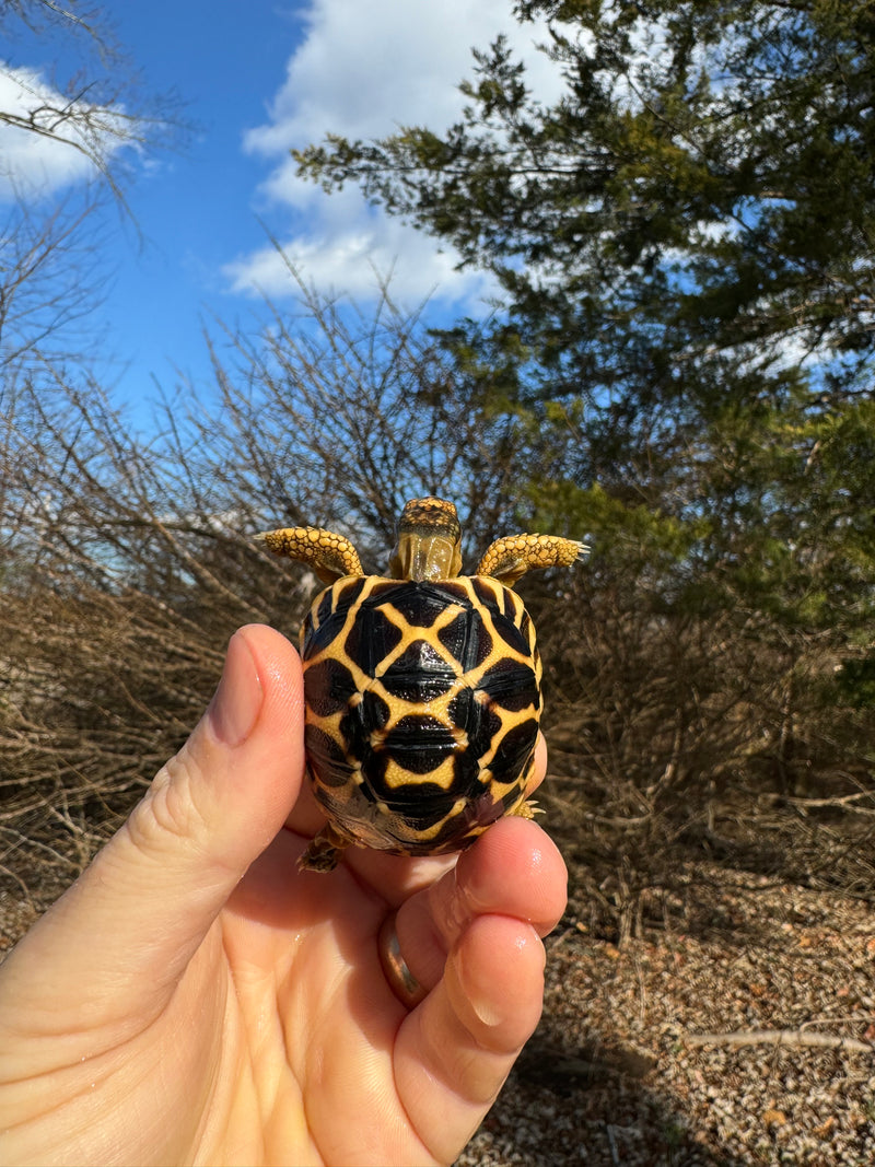 Sri Lankan Star Tortoise 2024