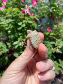 Albino Florida Snapping Turtle 2026