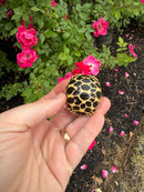 Sri Lankan Star Tortoise 2026
