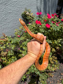 Red Salt Marsh Water Snake Adult Female