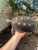 Barbados Red Foot Tortoise Adult Pair (Chelonoidis carbonaria)