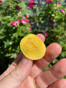 Albino Yellow Bellied Slider Turtle Female