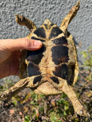 Eastern Hermann's Tortoise Adult Male