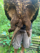 Alligator Snapping Turtle Adult Female