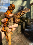 Red Niger Uromastyx Adult Pair