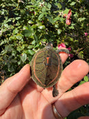 Indian Pink Ringed Tent Turtle