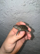 Hi White Concentric Diamondback Terrapin 2024