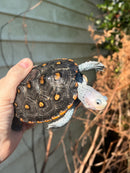 Ornate Diamondback Terrapin Female