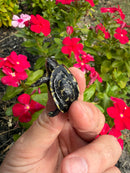 HI YELLOW Florida Box Turtle