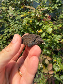 Alligator Snapping Turtle X Florida Snapping Turtle