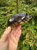 White Lipped Mud Turtle Adult Pair