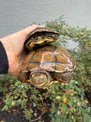 Spanish Pond Turtle Adullt Pair