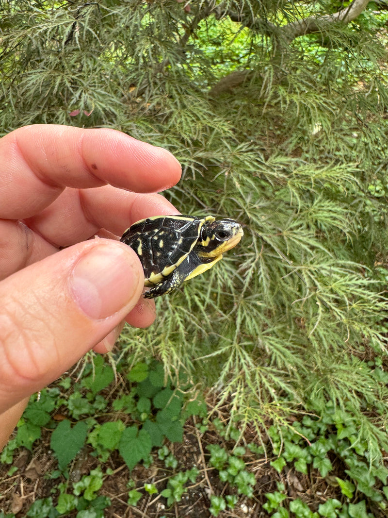 HI YELLOW Florida Box Turtle Baby 2024