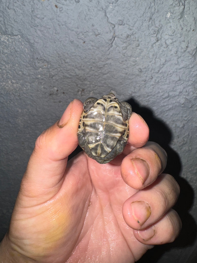 Hi White Concentric Diamondback Terrapin 2024