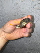 Hi White Concentric Diamondback Terrapin 2024