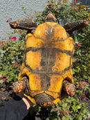 Red Foot Tortoise Adult Female