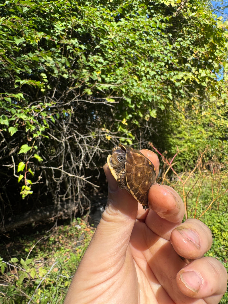 Hi Color Orange Baby Eastern Box Turtle