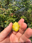 Pastel Picasso Red Eared Slider Turtle