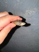 Hi White Concentric Diamondback Terrapin 2024