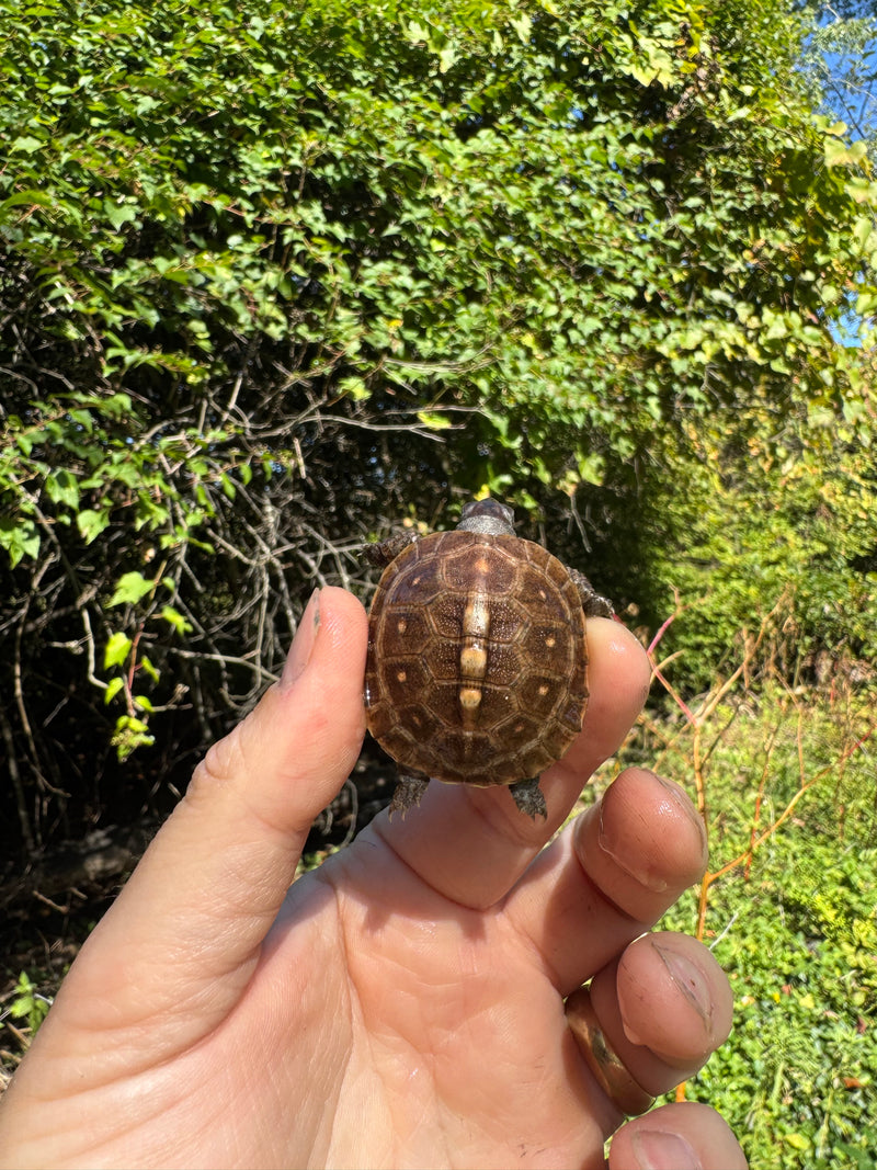 Hi Color Orange Baby Eastern Box Turtle