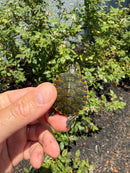 Florida Red Bellied Turtle X Peacock Slider
