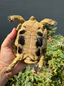 Eastern Hermann's Tortoise Adult Male