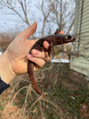 Coastal Giant Salamander CB Adult Females (Dicamptodon tenebrosus)